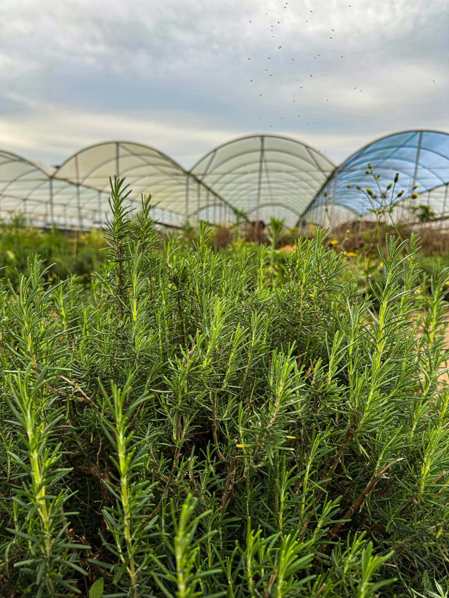 Plantação de romarim ao lado de estufas de cultivo