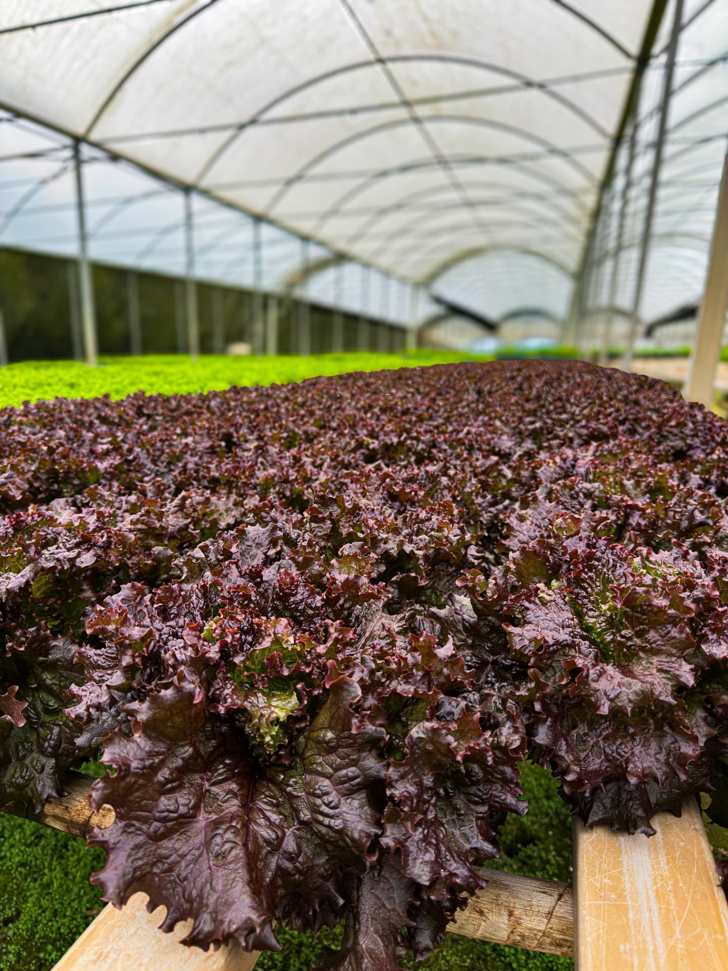 Estufa com alface roxa e verde prontas para colheita