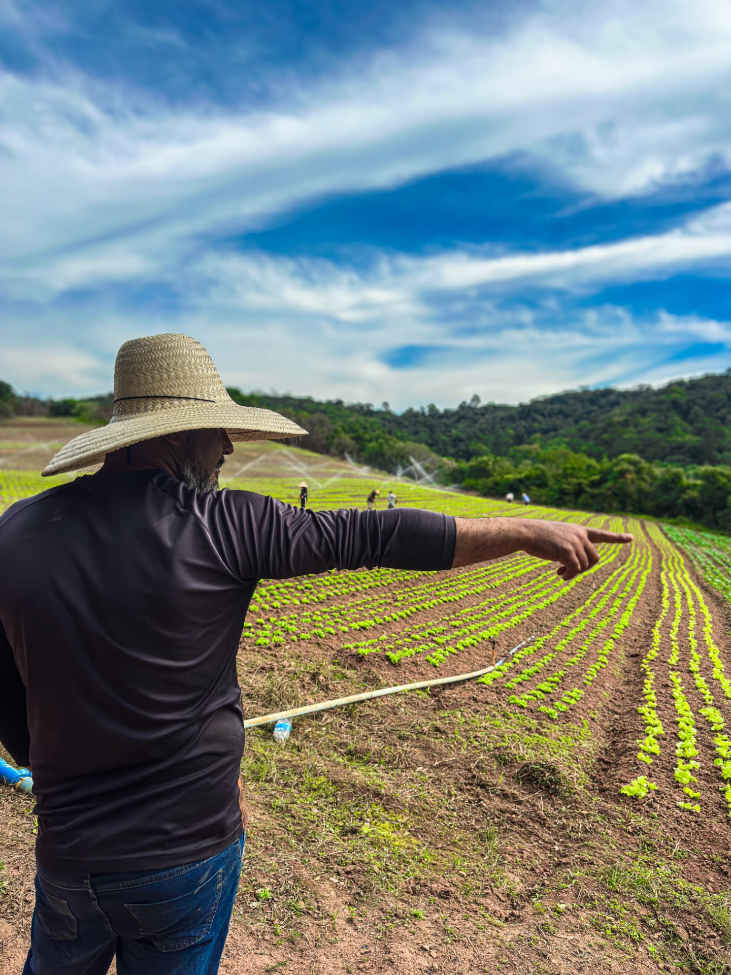 Produtor apontando para lavoura de alface irrigada em dia de sol